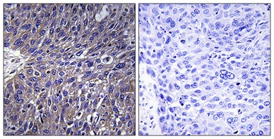 Anti-USP50 antibody used in IHC (Paraffin sections) (IHC-P). GTX87973