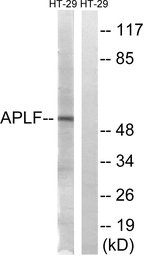 Anti-APLF antibody used in Western Blot (WB). GTX87979