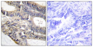 Anti-AS250 antibody used in IHC (Paraffin sections) (IHC-P). GTX87983