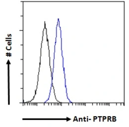 Anti-PTPRB antibody, Internal used in Flow cytometry (FCM). GTX88020