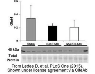 Anti-GLUT4 antibody, C-term used in Western Blot (WB). GTX88031