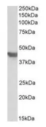 Anti-GLUT4 antibody, C-term used in Western Blot (WB). GTX88031
