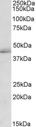 Anti-TIAL1 antibody, Internal used in Western Blot (WB). GTX88042