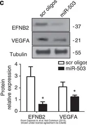 Anti-Ephrin B2 antibody, Internal used in Western Blot (WB). GTX88049
