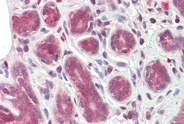 Anti-TIPRL antibody, C-term used in IHC (Paraffin sections) (IHC-P). GTX88075