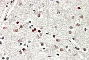 Anti-SOX3 antibody, C-term used in IHC (Paraffin sections) (IHC-P). GTX88078