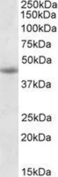 Anti-GNAS antibody, Internal used in Western Blot (WB). GTX88107