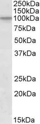 Anti-Cullin 2 antibody, C-term used in Western Blot (WB). GTX88108