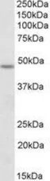 Anti-POU3F3 antibody, Internal used in Western Blot (WB). GTX88112