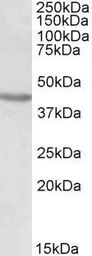 Anti-Brn2 antibody, Internal (near N-term) used in Western Blot (WB). GTX88113