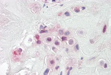 Anti-PON2 antibody, Internal used in IHC (Paraffin sections) (IHC-P). GTX88137