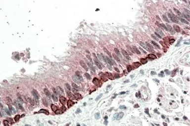 Anti-FOXI3 antibody, Internal used in IHC (Paraffin sections) (IHC-P). GTX88246
