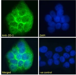 Anti-ZO-1 antibody, Internal used in Immunocytochemistry/ Immunofluorescence (ICC/IF). GTX88275