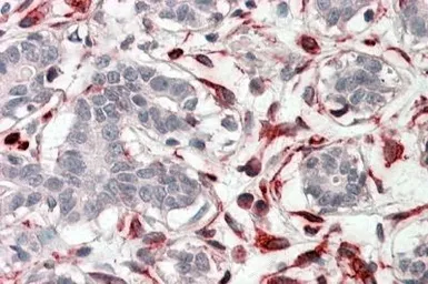 Anti-CXXC4 antibody, C-term used in IHC (Paraffin sections) (IHC-P). GTX88280