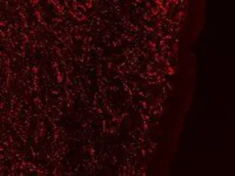 Anti-Galanin antibody, Internal used in IHC (Frozen sections) (IHC-Fr). GTX88303