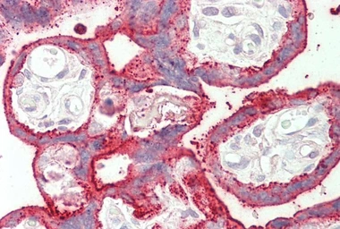 Anti-SDHAF1 antibody, C-term used in IHC (Paraffin sections) (IHC-P). GTX88354
