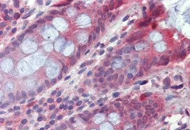 Anti-TPCN2 antibody, C-term used in IHC (Paraffin sections) (IHC-P). GTX88358