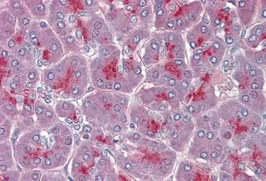Anti-TPCN2 antibody, C-term used in IHC (Paraffin sections) (IHC-P). GTX88358