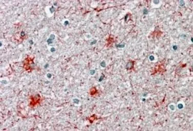 Anti-P2X7 antibody, N-term used in IHC (Paraffin sections) (IHC-P). GTX88360