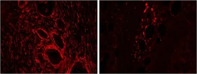 Anti-Heme Oxygenase 2 antibody, Internal used in IHC (Paraffin sections) (IHC-P). GTX88386