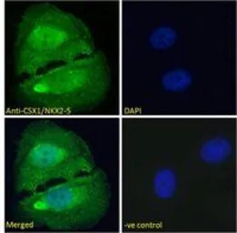 Anti-Nkx2.5 antibody, Internal used in Immunocytochemistry/ Immunofluorescence (ICC/IF). GTX88402