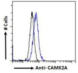 Anti-CaMKII alpha antibody, Internal used in Flow cytometry (FCM). GTX88413