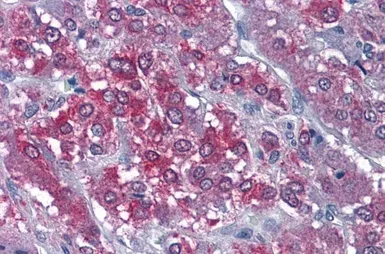 Anti-CaMKII alpha antibody, Internal used in IHC (Paraffin sections) (IHC-P). GTX88413