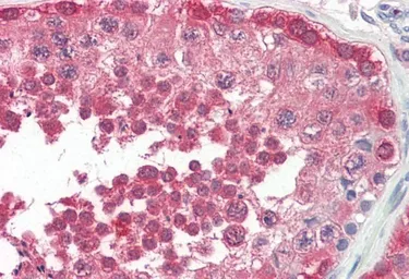 Anti-PPP2R4 antibody, C-term used in IHC (Paraffin sections) (IHC-P). GTX88415