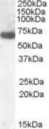 Anti-GCKR antibody, N-term used in Western Blot (WB). GTX88432