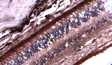 Anti-Arrestin C antibody, C-term used in IHC (Paraffin sections) (IHC-P). GTX88442