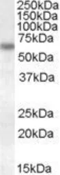 Anti-Granulins antibody, Internal used in Western Blot (WB). GTX88443
