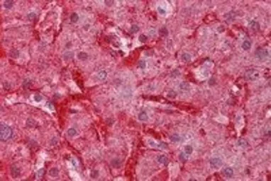 Anti-Arginase 1 antibody, C-term used in IHC (Paraffin sections) (IHC-P). GTX88484