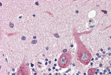 Anti-GAD67 antibody, Internal used in IHC (Paraffin sections) (IHC-P). GTX88492