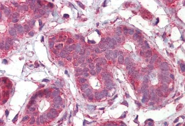 Anti-Septin 2 antibody, N-term used in IHC (Paraffin sections) (IHC-P). GTX88523