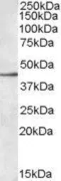 Anti-SIGLEC8 antibody, Internal used in Western Blot (WB). GTX88527