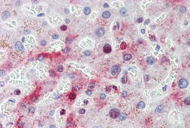 Anti-MTHFD1 antibody, Internal used in IHC (Paraffin sections) (IHC-P). GTX88541