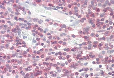 Anti-DPM1 antibody, N-term used in IHC (Paraffin sections) (IHC-P). GTX88562