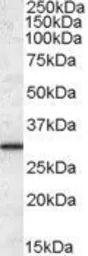 Anti-ERP29 antibody, C-term used in Western Blot (WB). GTX88567