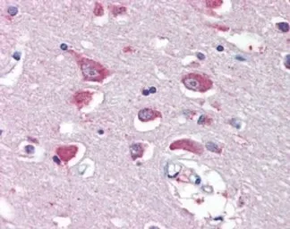 Anti-GluR4 antibody, Internal used in IHC (Paraffin sections) (IHC-P). GTX88589