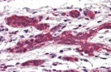 Anti-DAGLA antibody, C-term used in IHC (Paraffin sections) (IHC-P). GTX88615