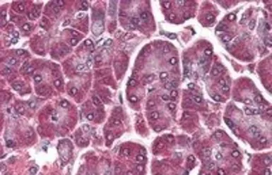 Anti-DAGLA antibody, C-term used in IHC (Paraffin sections) (IHC-P). GTX88615