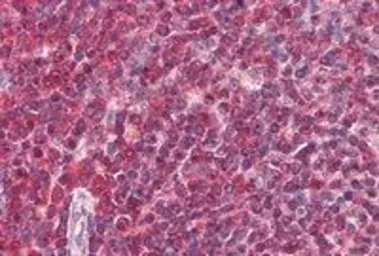 Anti-DAGLA antibody, C-term used in IHC (Paraffin sections) (IHC-P). GTX88615