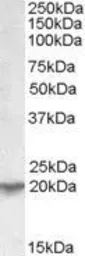 Anti-UXT antibody, C-term used in Western Blot (WB). GTX88619