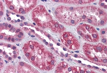 Anti-TRPC4 antibody, Internal used in IHC (Paraffin sections) (IHC-P). GTX88652