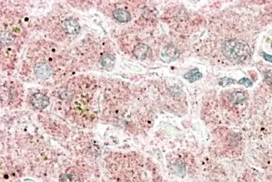 Anti-Apolipoprotein F antibody, C-term used in IHC (Paraffin sections) (IHC-P). GTX88675