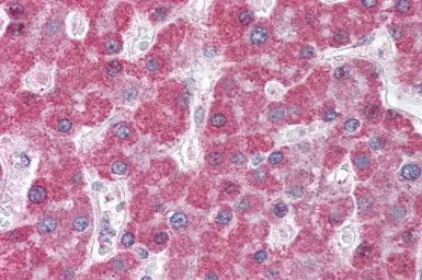 Anti-MRP5 antibody, N-term used in IHC (Paraffin sections) (IHC-P). GTX88691