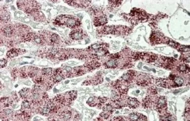 Anti-SCP2 antibody, Internal used in IHC (Paraffin sections) (IHC-P). GTX88705