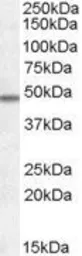 Anti-OX1R + OX2R antibody, Internal used in Western Blot (WB). GTX88715