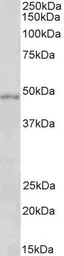 Anti-OX1R + OX2R antibody, Internal used in Western Blot (WB). GTX88715