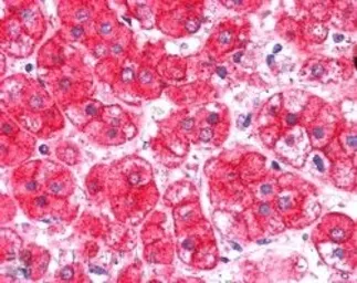 Anti-EXOC7 antibody, Internal used in IHC (Paraffin sections) (IHC-P). GTX88750
